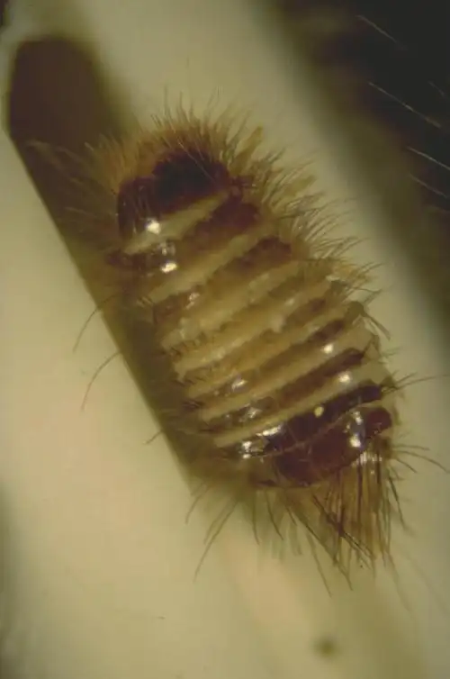 p>皮蠹科指的是鞘翅目 a href="#" data-lemmaid="4177497">皮蠹 /a>