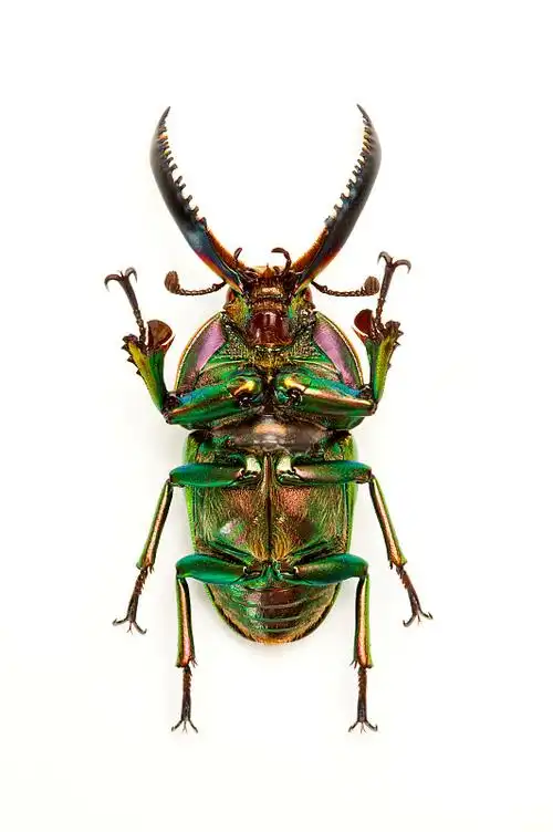 昆虫甲壳虫虫子鞘翅目马来西亚图-图下载-图库-图购买-vcg图库