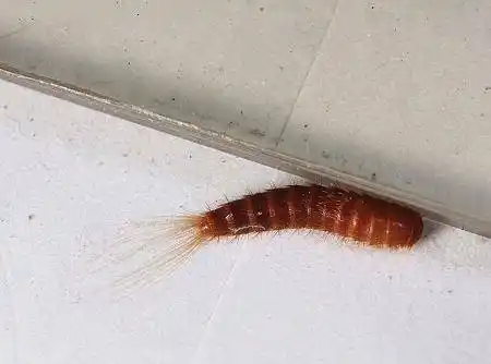 展开全部 黑皮蠹幼虫 黑皮蠹是一种鞘翅目皮蠢科的昆虫.