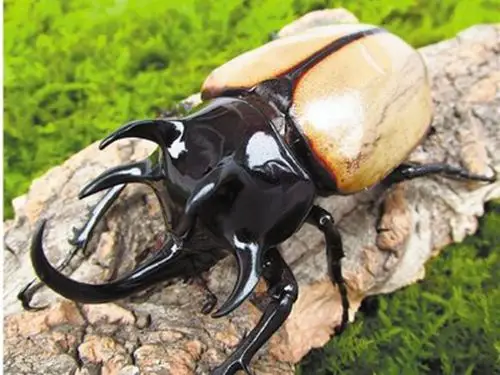 甲虫或甲壳虫就是鞘翅目昆虫的俗称.