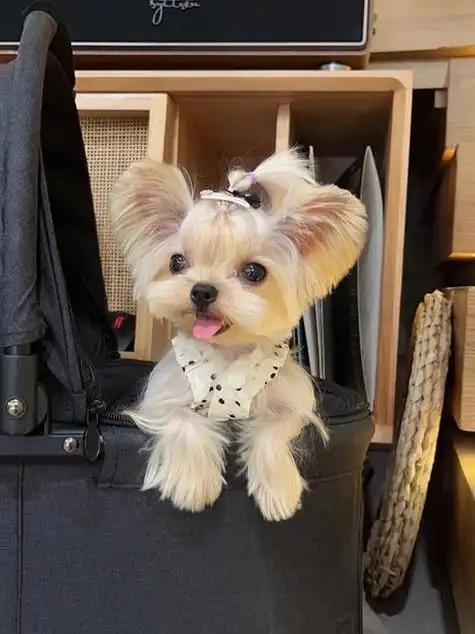 不瞒你说,养"约克夏",是我做过最正确的决定!