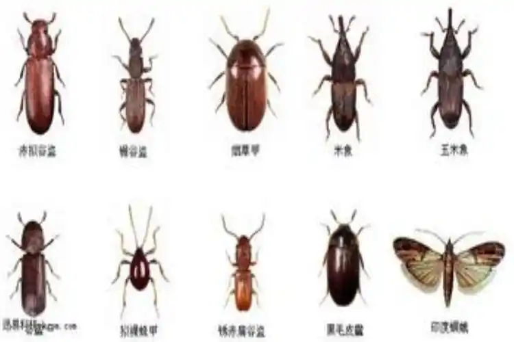 lemmaid="1535103">鞘翅目 /a>,  a href="#">拟步甲 /a>科的昆虫