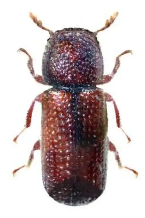 lemmaid="1535103">鞘翅目 /a>,  a href="#">拟步甲 /a>科的昆虫