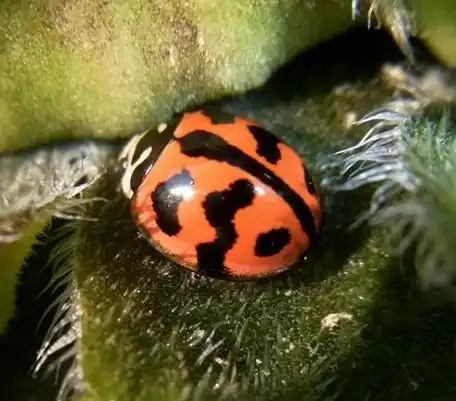 p>六斑显盾瓢虫,昆虫名,为鞘翅目,瓢虫科.分布在河北,陕西等地区.