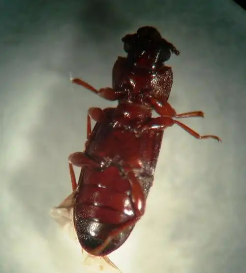 lemmaid="1535103">鞘翅目 /a>,  a href="#">拟步甲 /a>科的昆虫