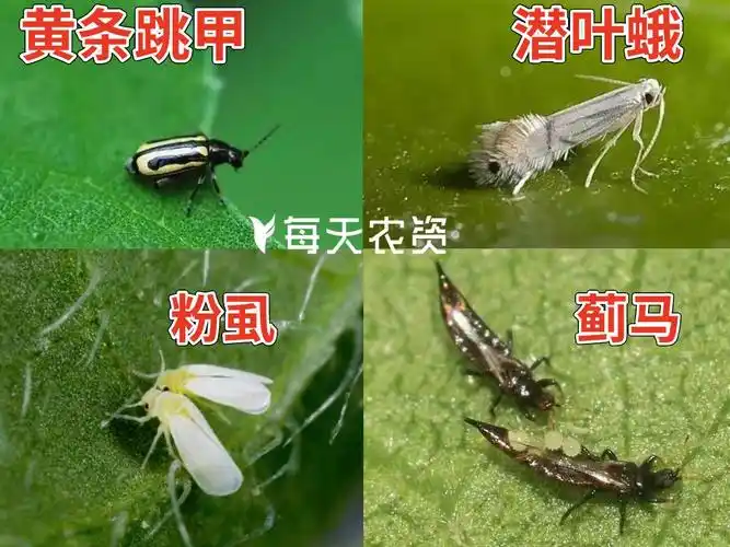 目,缨翅目,鞘翅目,鳞翅目害虫,比如:蚜虫,粉虱,木虱,蓟马,马铃薯甲虫